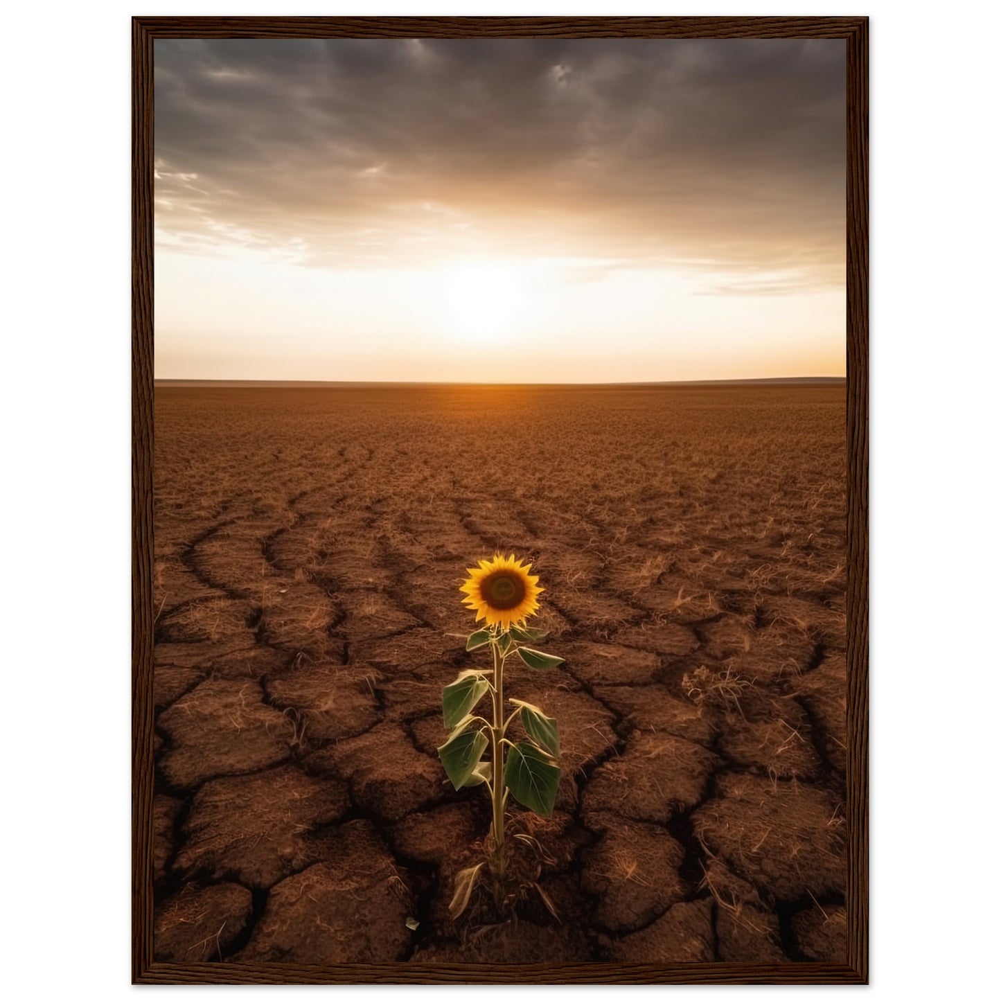 Lone Sunflower