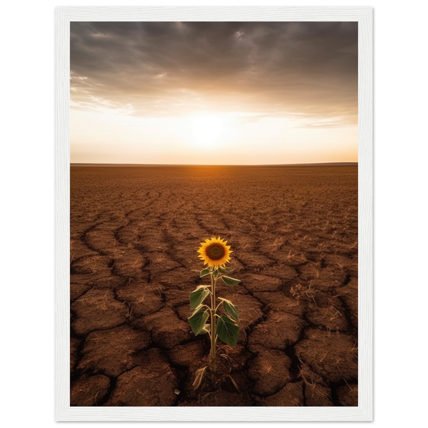 Lone Sunflower