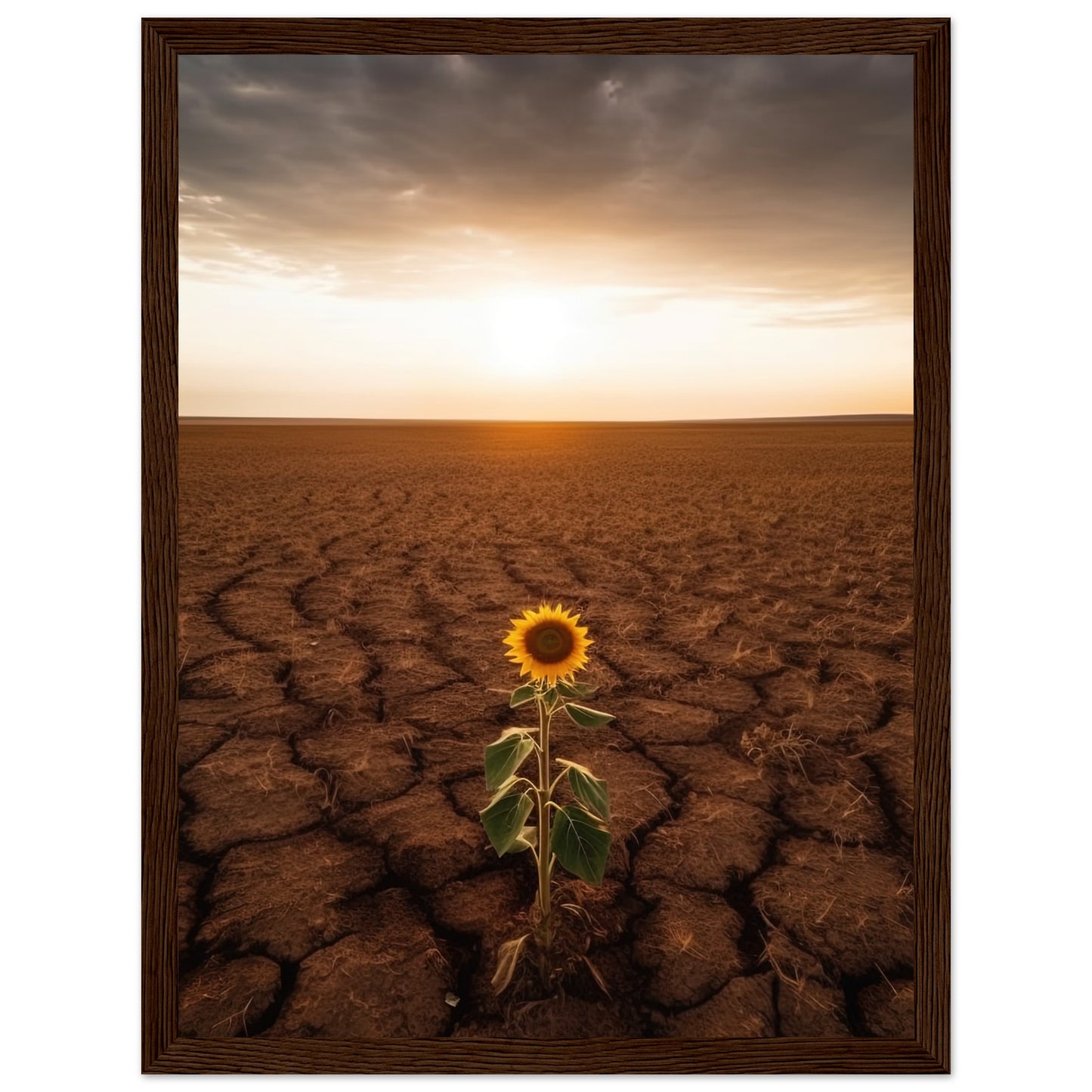 Lone Sunflower