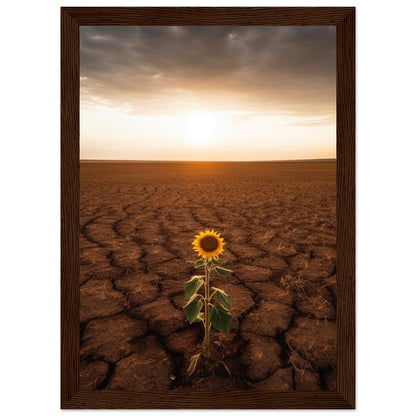 Lone Sunflower